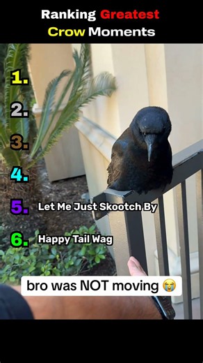 Ranking Greatest Crow Moments #ranking #funny