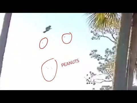 Squirrel Launching / Squirrel Catapult #squirrel #launcher #catapult