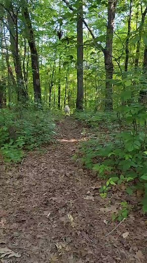 Dixie Cryptid Podcast (@dixiecryptid)’s videos with American Honey - Lady Antebellum