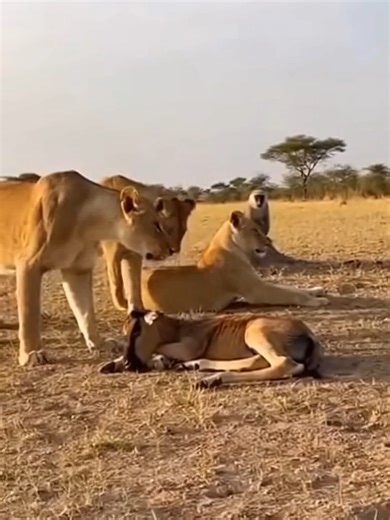 Lion's Hilarious Chase: The One That Got Away