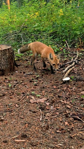 A Fox Came To Visit - Boreal Sessions 2026