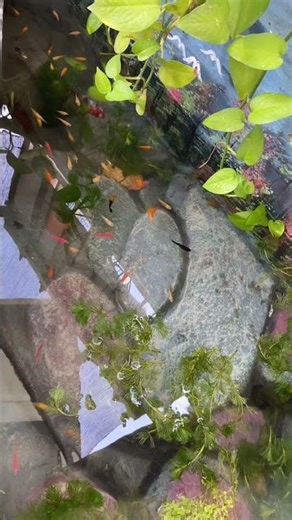 Slow Morning Vibes 🐟 | Tiny Pond Relaxation & Aesthetic Nature #ornamentalfish #fish #relaxing