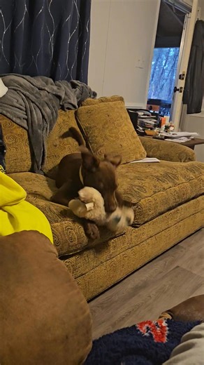 This crazy dog 🤦🤣 | Danny Beavers