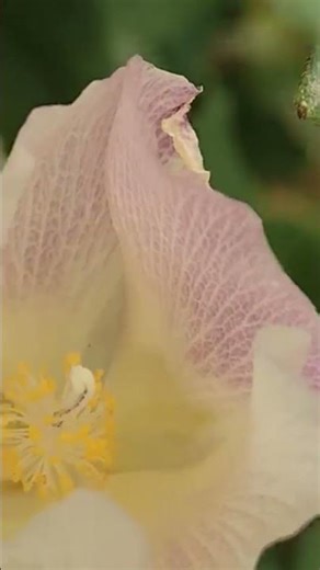 Flower## Shorts##video##