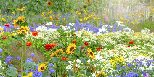 What Is Chaos Gardening? A Beginner's Guide to the Viral Gardening Trend