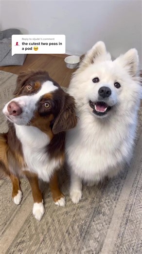 Two Dogs Sharing a Sweet Hug | PetTok Fun