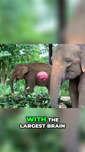 Elephant Memory Incredible Facts About Their Intelligence!