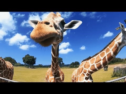 These Animal Sounds Are Too Cute to Handle!
