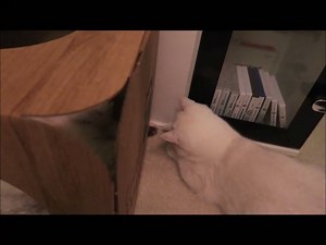 You can make your cat this happy :D :D :D Our cardboard cat pods are designed by cat lovers. Specifically to make your cat happy. At just £9.99 including FREE UK Delivery and catnip they won't break the bank either ;) https://www.catfurnature.co.uk/welcome.html Thank you so much to @minisnowlions for this awesome video. | Cat Fur Nature .co.uk