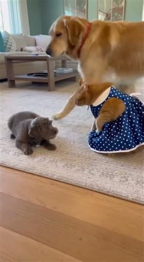 Cat Throws Fit Over Puppy #viral #trending #short