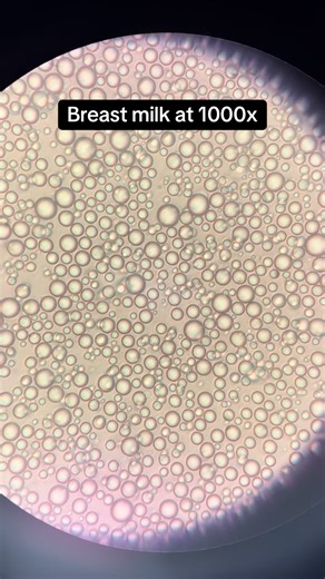 Human dairy cow reporting for duty….I mean…booby🐄🫡 #breastfeeding #medicallaboratoryscience #microscope