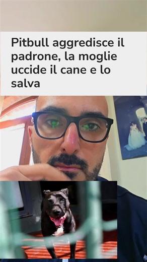 Un uomo è stato aggredito la notte scorsa dal suo pitbull a Roma. E' stato trasportato in ambulanza, in codice rosso, all’ospedale Sant'Andrea di Roma e non è in pericolo di vita. Da una prima ricostruzione dei carabinieri, l'uomo è stato aggredito dal proprio cane mentre si trovava in casa e sarebbe riuscito a liberarsi dalla morsa solo grazie al tempestivo intervento della moglie che armata di un coltello da cucina avrebbe colpito l’animale, uccidendolo. I carabinieri della stazione di Capena 