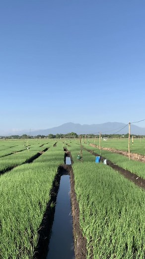 Cara Sukses Budidaya Tanaman Bawang Merah