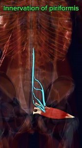 Innervation of Piriformis #muscle #anatomy 💪 | Dr. Ishtiaque Arafat