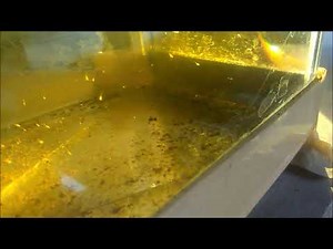 Cara Ternak Ikan Cupang Hingga Panen Hari Ke-9