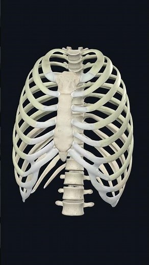 Rib cage anatomy & Physiology: 3d Illustration #humananatomy