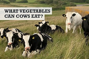 What Vegetables Can Cows Eat? (What veggies are toxic...)