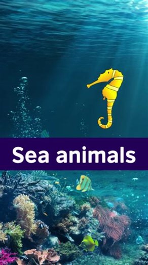 27K views · 163 reactions | As it's #WorldTurtleDay today, I thought it would be great to share these wonderful flashcards to learn some sea animal vocabulary with your little ones! They are downloadable and a super way to practise English. Find them here:  https://learnenglish.pub/LEKFlashcards ~ Tina  #ocean #animals #learnenglish #parents #kids #turtles | LearnEnglish – British Council | Facebook