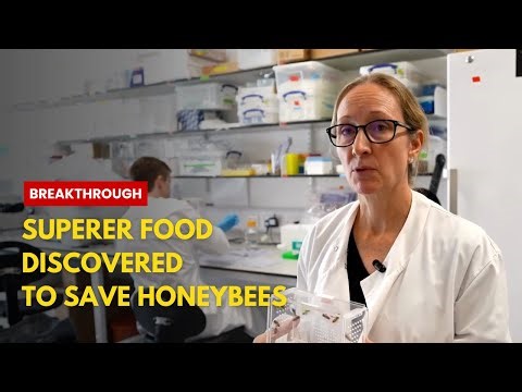 Oxford Scientists Create Superfood to Save Honeybees | Breakthrough in Pollination & Agriculture