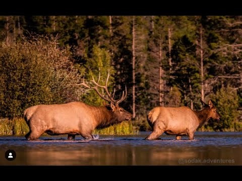 Wapiti Live Q&A - 21-16 - Calling Silent Elk