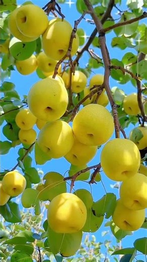 Nature’s Fresh fruits—Pure Refreshment!”🍏🍓“প্রকৃতির টাটকা ফল—একদম ফ্রেশ অনুভূতি!”#viralshort #fruit
