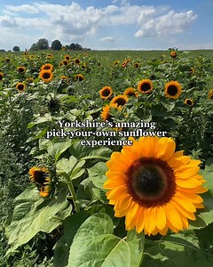 The perfect family day out 🙌🌻 | The Yorkshireman