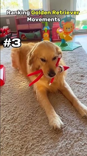 Top 5 Funniest Golden Retriever Moments That Will Melt Your Heart #goldenretriever #compilation
