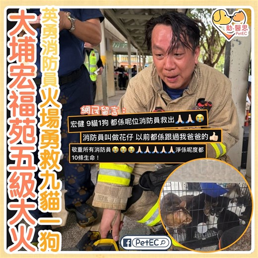 Pet EC 動醫思 on Instagram: "【#寵物熱話】大埔宏福苑五級大火，英勇消防員火場勇救九貓一狗：隔空指引「毛孩」撤離！ 大埔宏福苑宏昌閣於11月26日下午發生火警，火勢之猛烈令人震驚，濃煙一度席捲半空。火警等級迅速升級，在下午3時02分升為三級，3時34分升為四級，及至傍晚6時22分，火勢已升至五級。據最新的不幸數字顯示，截至27日早上9時半，這場大火已造成至少44人身亡，超過60人受傷，當中更有一名消防員在執行職務時殉職，同時仍有279人失聯。 居於宏建閣的房先生及其飼養的九隻貓和一隻松鼠狗。自26日下午3點後，房先生便因火勢無法回家，只能透過家中的閉路電視密切留意「毛孩」的情況，心急如焚。 房先生表示幸運地他在出門時並沒有緊閉窗戶，特意預留了少許罅隙，讓愛寵能呼吸。雖然閉路電視畫面一度顯示單位外火勢猛烈，室內煙霧瀰漫，但隨後煙霧有逐漸消散的跡象，為救援爭取了寶貴時間。 當英勇的消防員們爆門入屋展開救援時，房先生立即利用閉路電視的對話機功能，以及寵物餵食器，向身處火場的消防員提供精確指引，指出九貓一狗藏身的不同角落。這場「隔空指引」最終迎來了美好的結局：10隻貓狗全