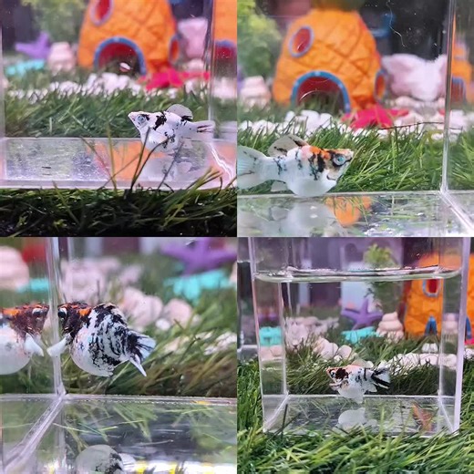 cutie zebra molly #molly #fyp
