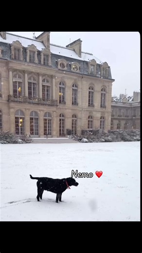 Nemo it's growing too much 🥺 #macron #emmanuelmacron