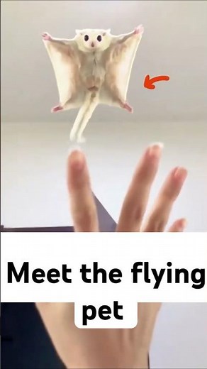 Meet The Flying Pet! | Sugar Gliders