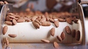 Slow Motion Almonds Falling Conveyor Belt Stock Footage Video (100% Royalty-free) 1096436353 | Shutterstock