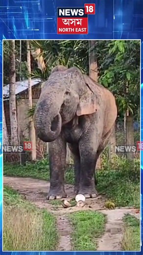Numaligarhত পকা কঠালৰ গোন্ধত ভোল গৈ নিজেই গছ জোকাৰি জুতি ল'লে গজৰাজে। N18S |