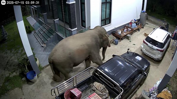 Residents shocked as huge elephant wanders onto their driveway