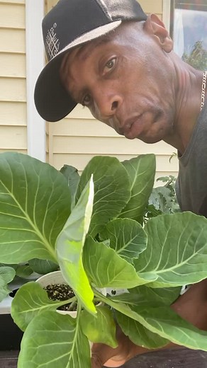 Growing Out The Box | https://youtu.be/daSdKIrbdc8 This video show you how I up pot my seedlings from their seed starting trays to 32oz cups with drainage holes... | Instagram