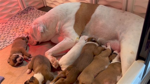 10K views · 871 reactions | Sweet boxer babies (I’m holding one) They are getting so big! | For the Love of a Boxer Rescue & Sanctuary - Michigan | Facebook