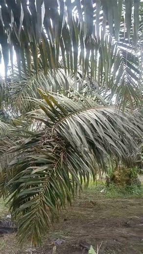 ideal planting distance