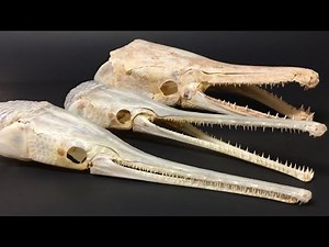 Longnose Gar Skulls + Alligator Gar Skull + Jaw