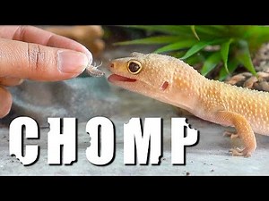 HAND FEEDING MY LEOPARD GECKO (he bit me)