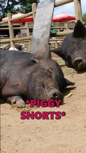 Cell Noises = Laughter 🤣