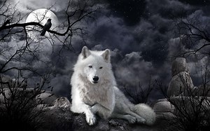 The Best 19 Wolf Desktop Wallpaper Cool Backgrounds