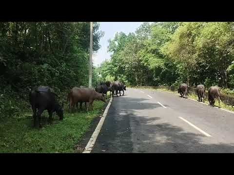 Today's Rural India [Authentic Village Scenes] Walking Through Fields & Homes