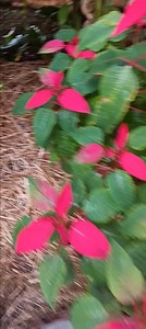 17 reactions · 7 comments | Poinsettia flowers | Grace T. Gordon | Facebook