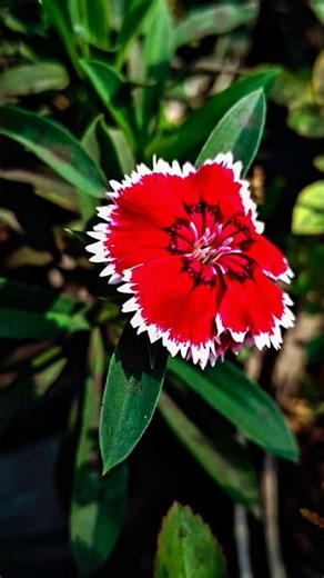 💥mobile photography | creative photography ideas !!