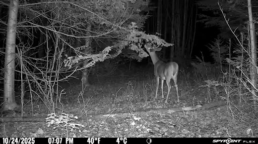 RJ Guide Service on Reels