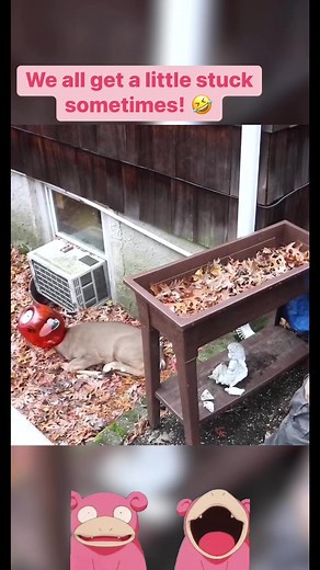 “I’ll bet you're wondering how I got here...well...I am as well." 😹 #Funny #Pets #Wildlife | The Pet Collective