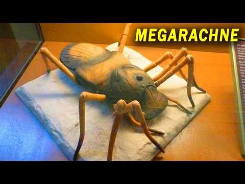 O Maior Erro da Paleontologia: a “Aranha Gigante” que Nunca Existiu - MEGARACHNE