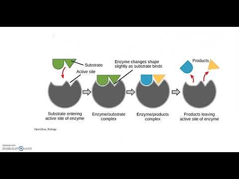 Endergonic and Exergonic Reactions; Feedback Inhibition