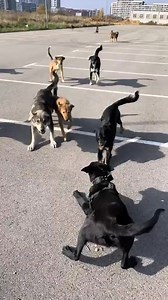 4.8K views | Malinois and a pack of wild dogs | Guard dogs and Cute pets | Facebook