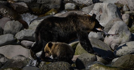 Bear attacks in Japan at record high